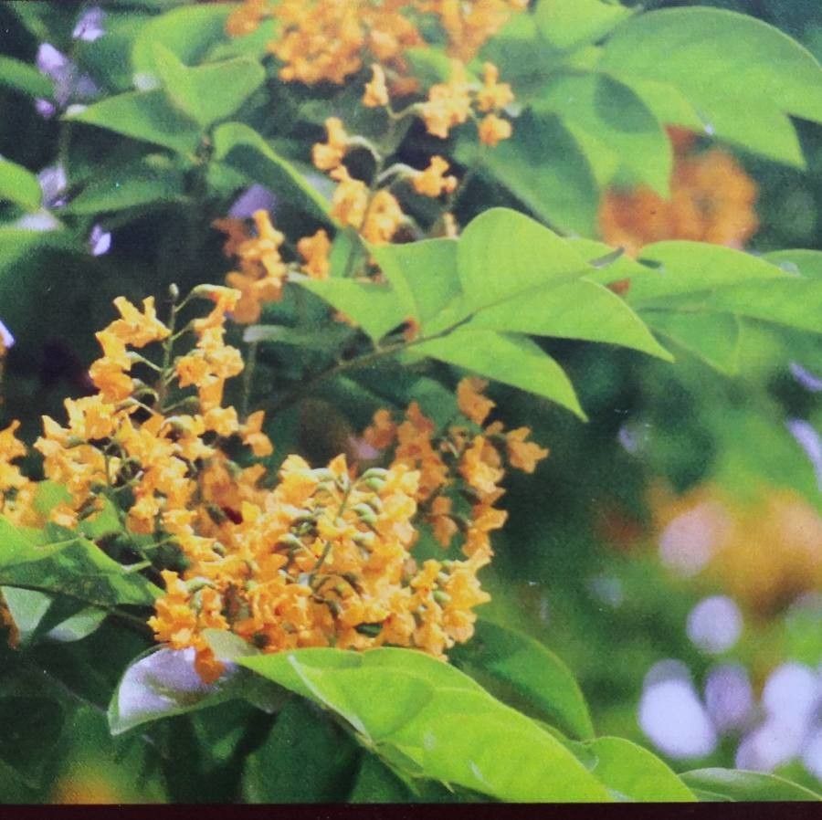 Pterocarpus indicus flower