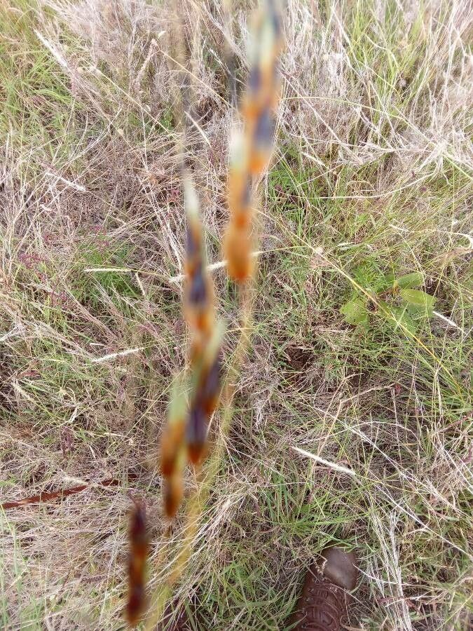 Sorghum purpureosericeum flower