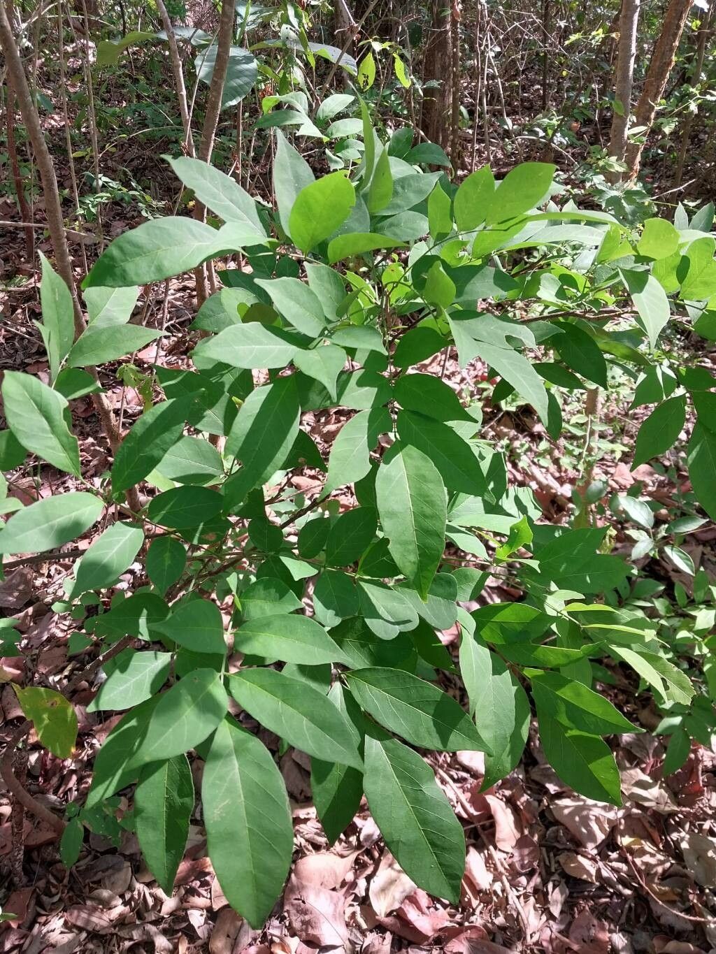 Lonchocarpus parviflorus — houseplant care guide