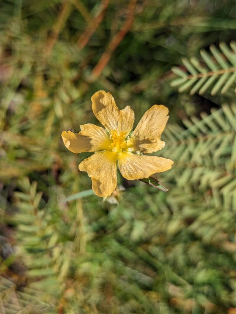 Sida elliottii — houseplant care guide