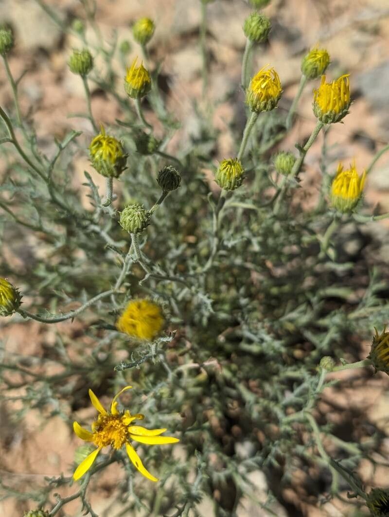 Xanthisma gracile flower