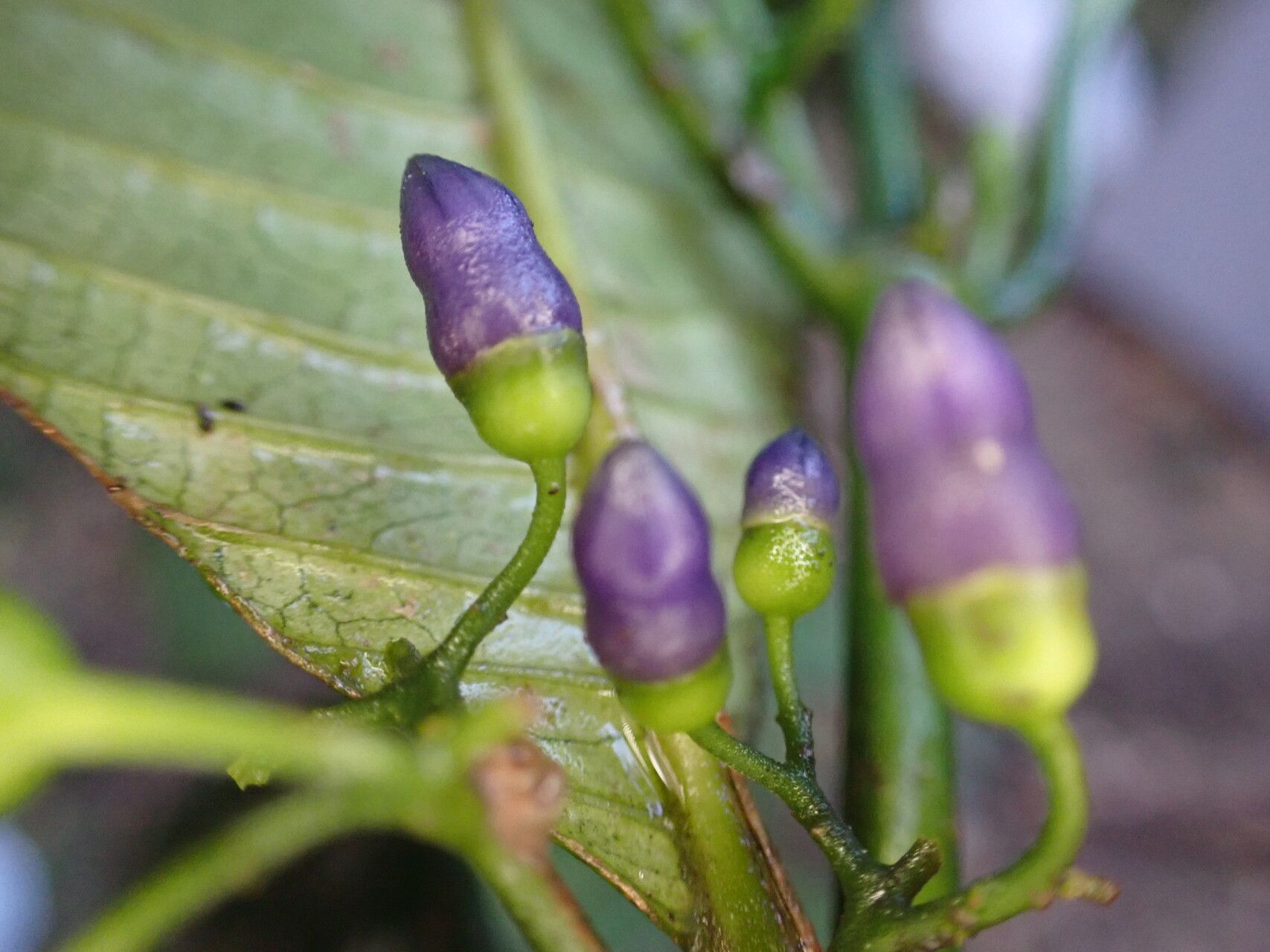 Pauridiantha insularis — houseplant care guide