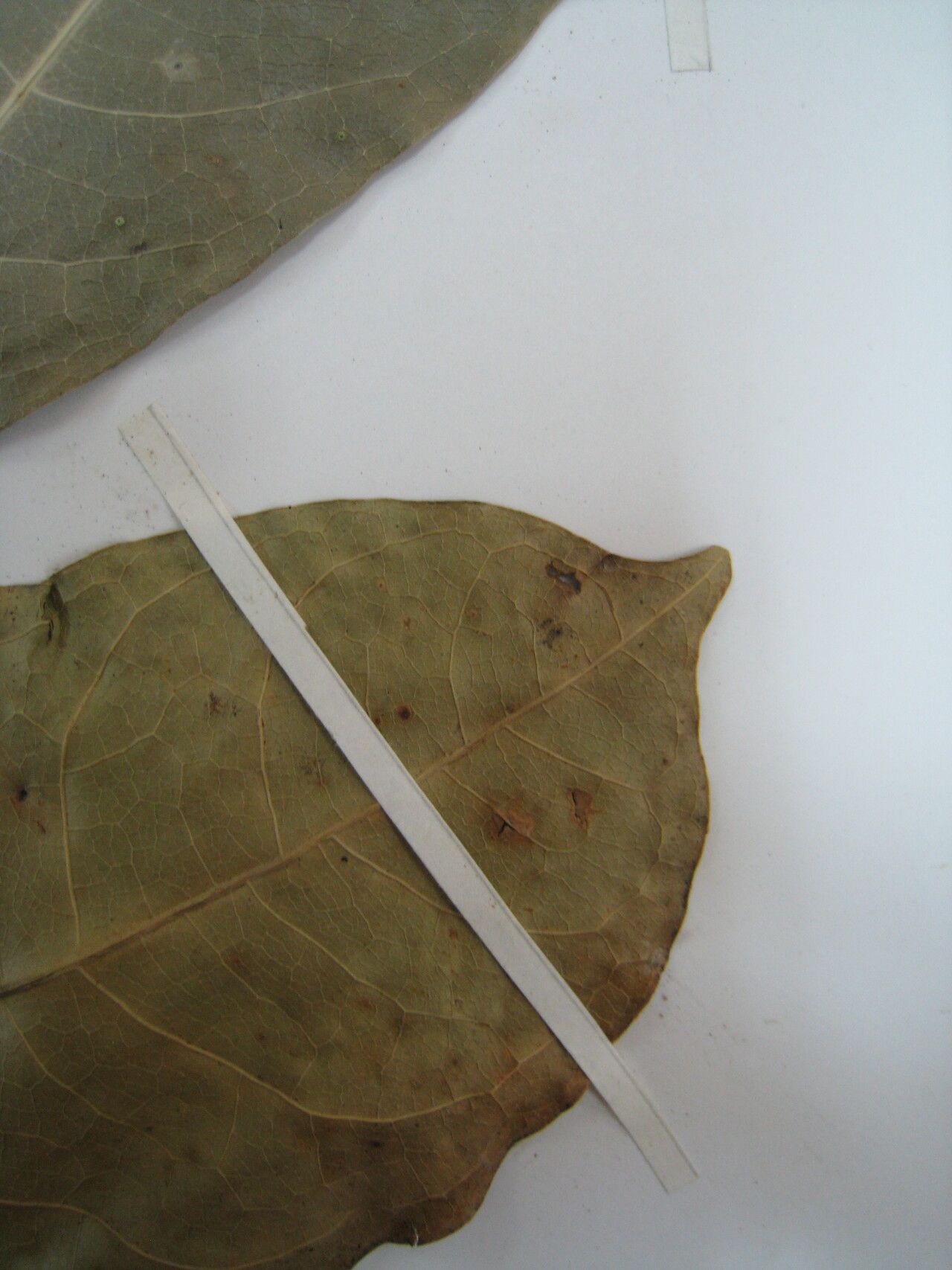 Protium cuneatum other