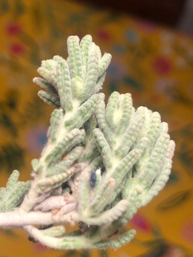 Teucrium gnaphalodes — search result for 'Teucrium'