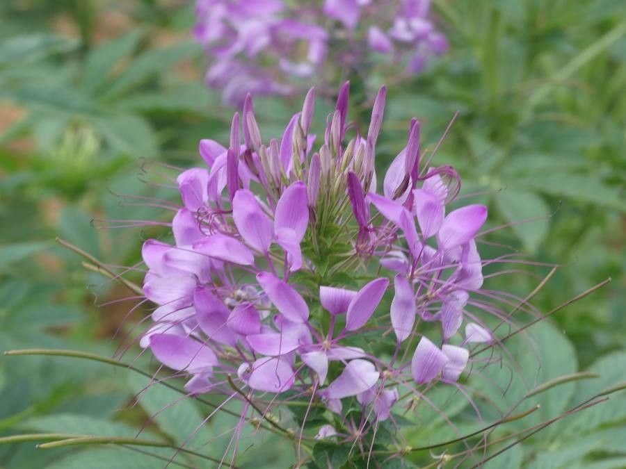 Cleome houtteana flower