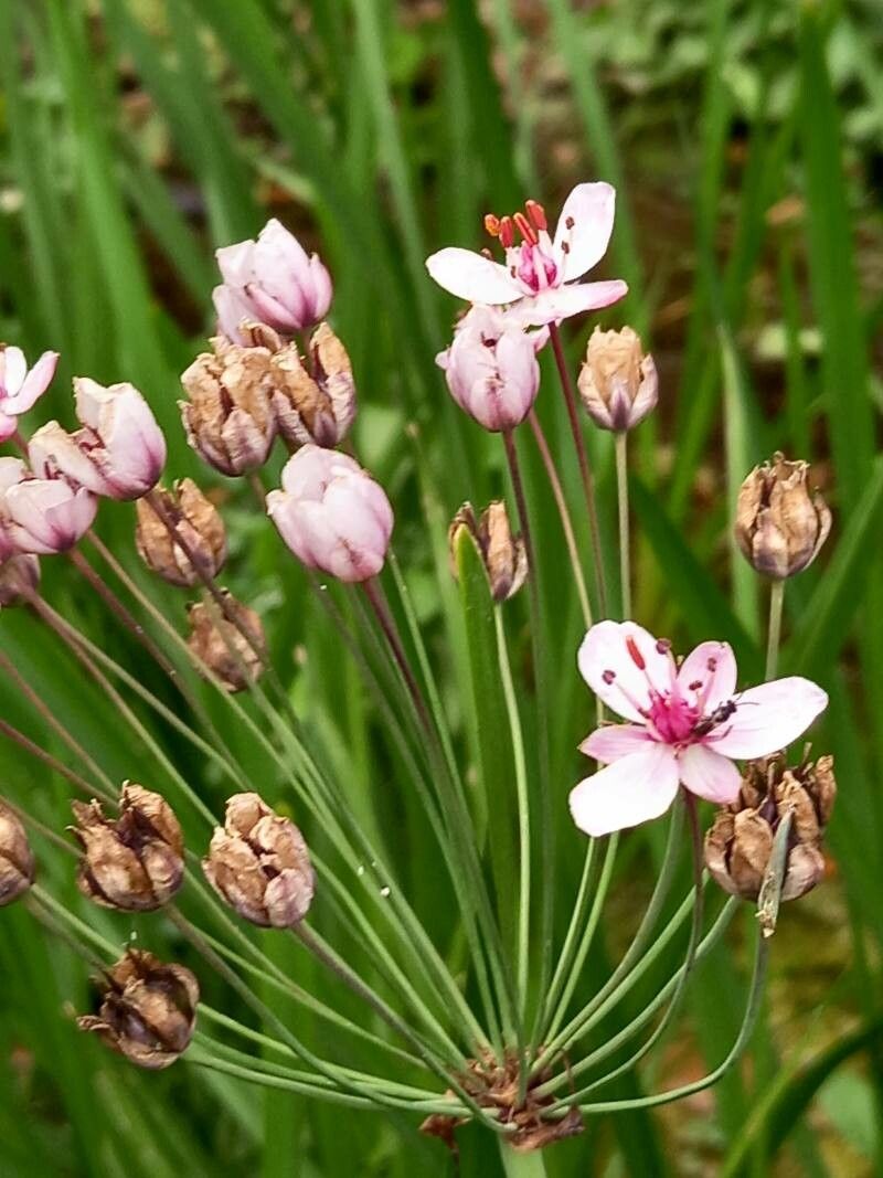 Butomus umbellatus — search result for 'Israel'