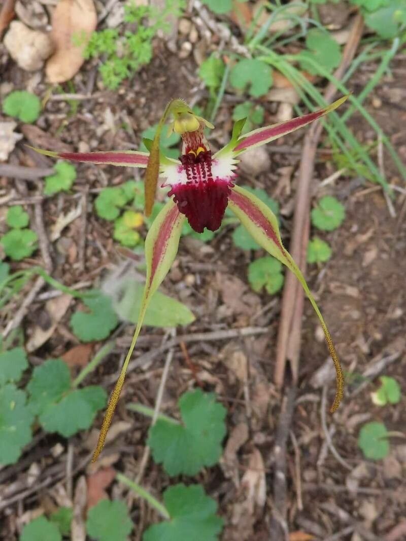 Caladenia atrovespa — search result for 'Orchidaceae'