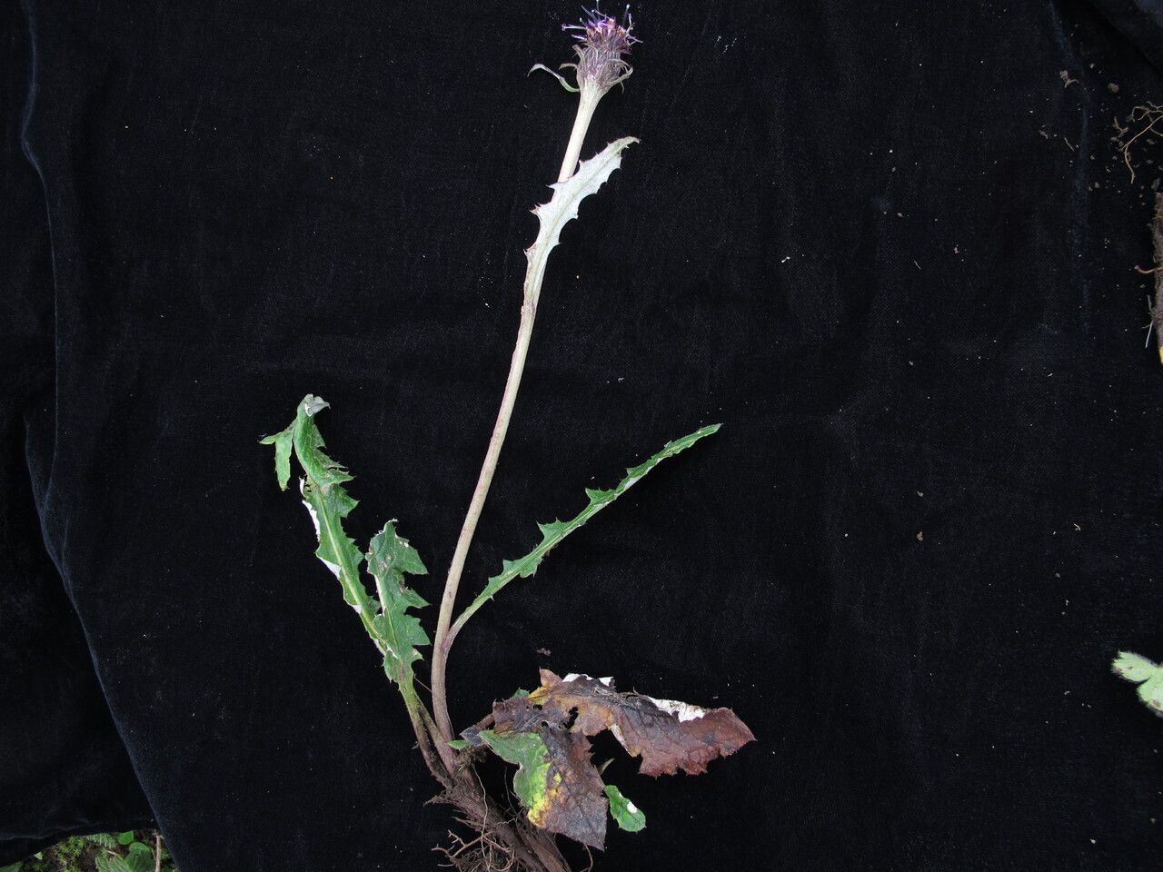 Saussurea nimborum habit