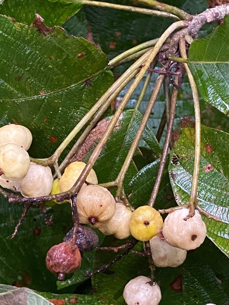 Guettarda viburnoides fruit