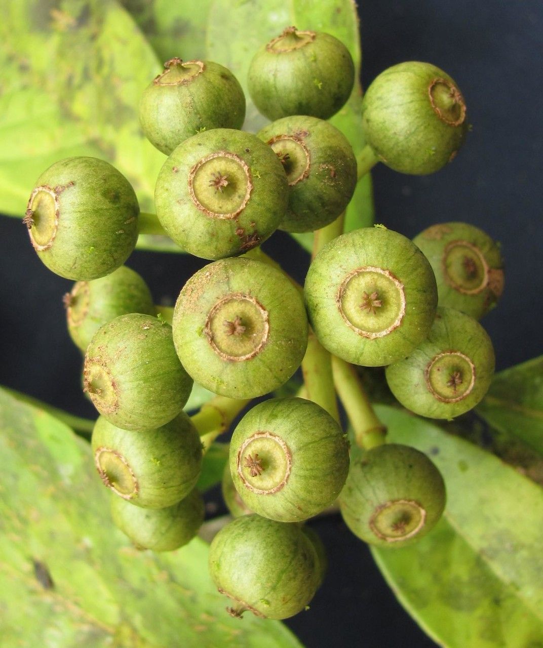Dendropanax caucanus fruit