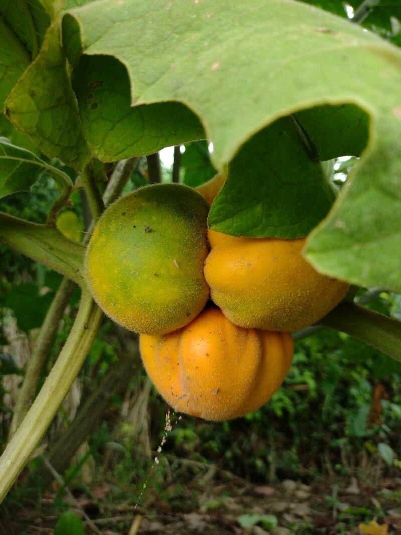 Solanum candidum fruit
