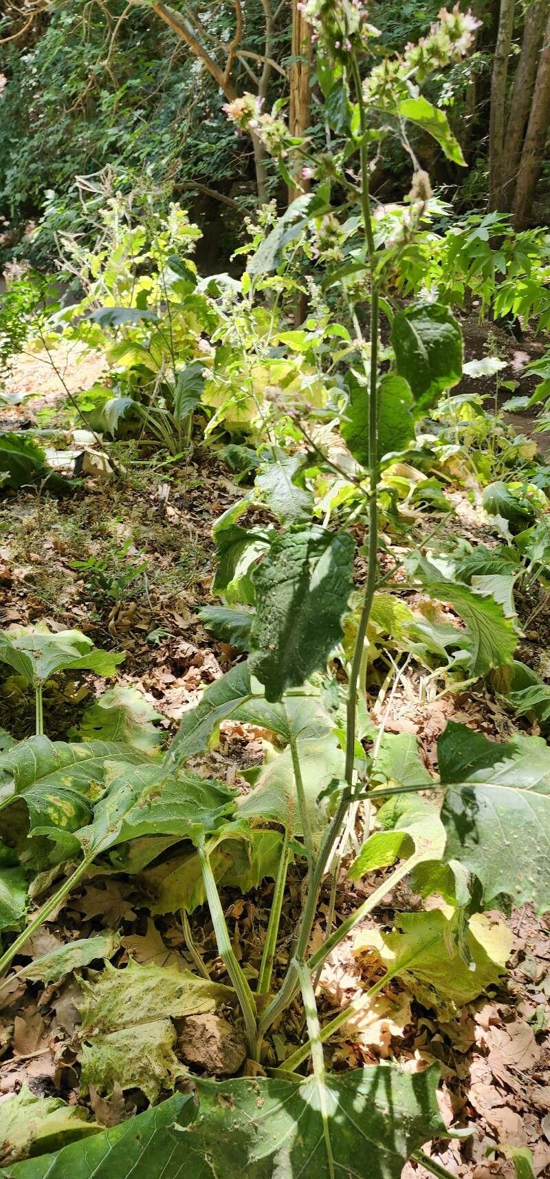 Arctium amplissimum other