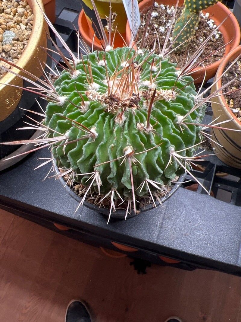 Stenocactus multicostatus flower