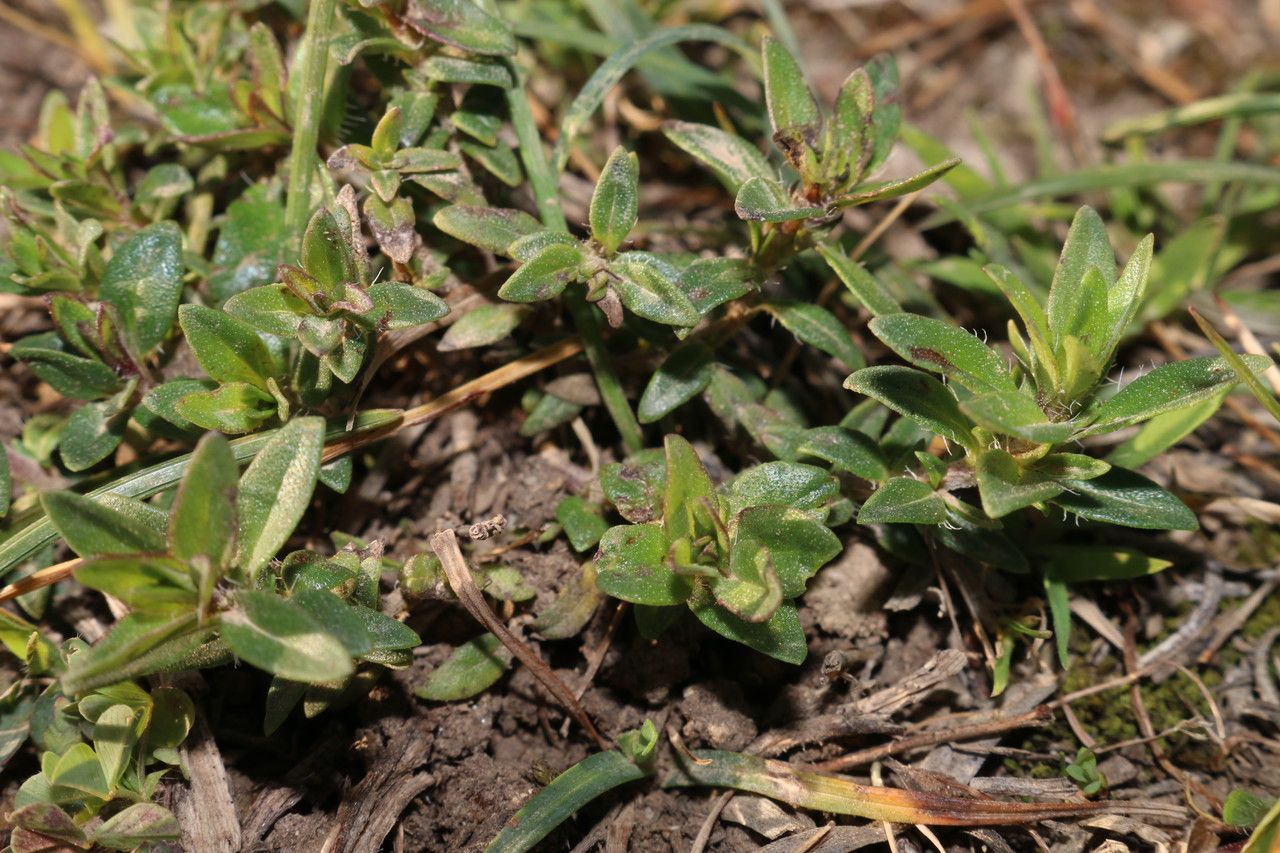 Thymus numidicus habit