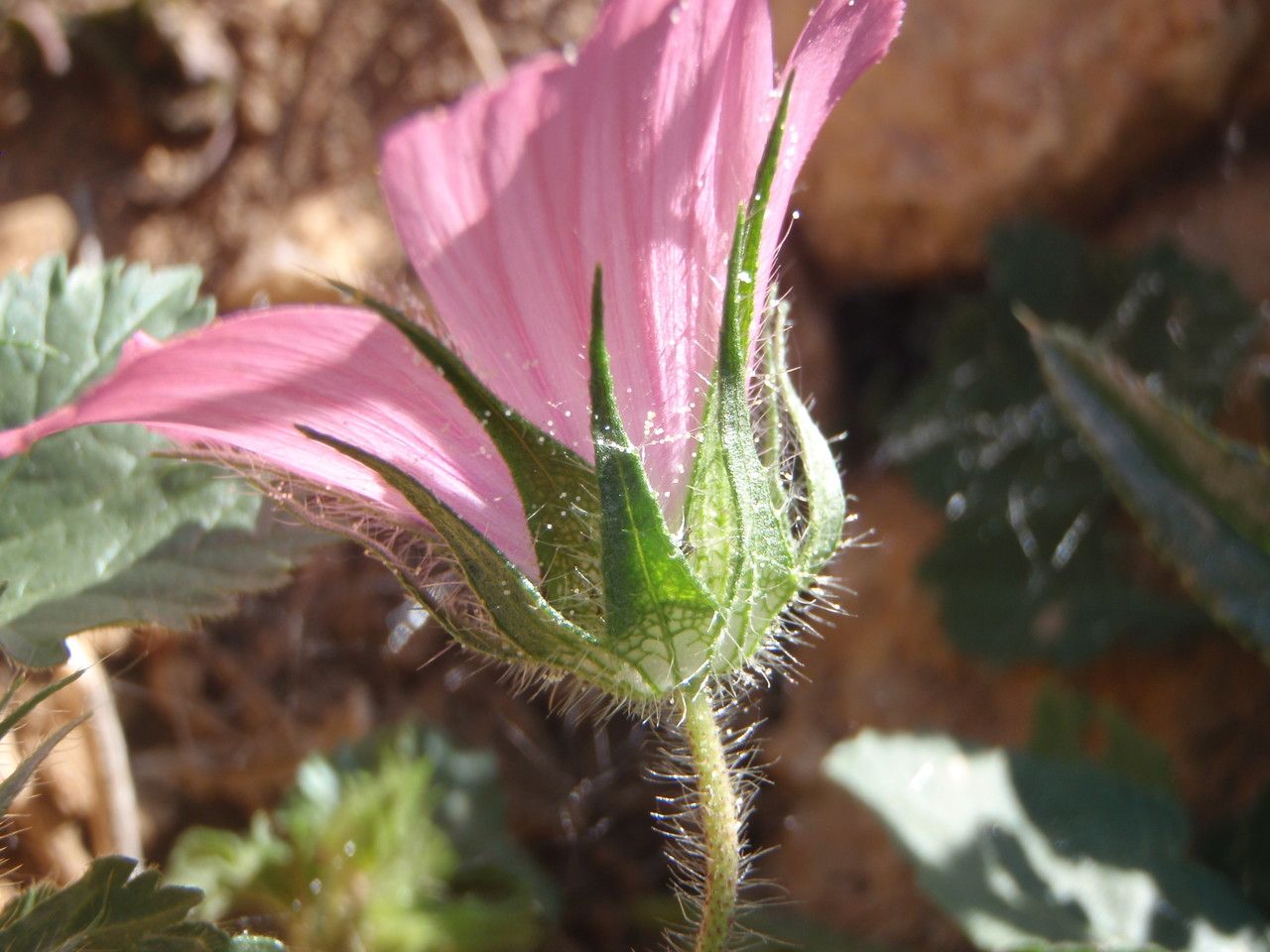 Althaea longiflora — related species from the same genus