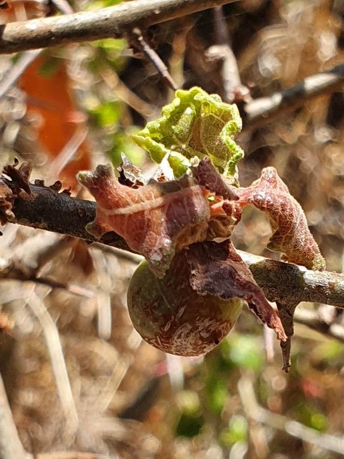 Commiphora africana fruit