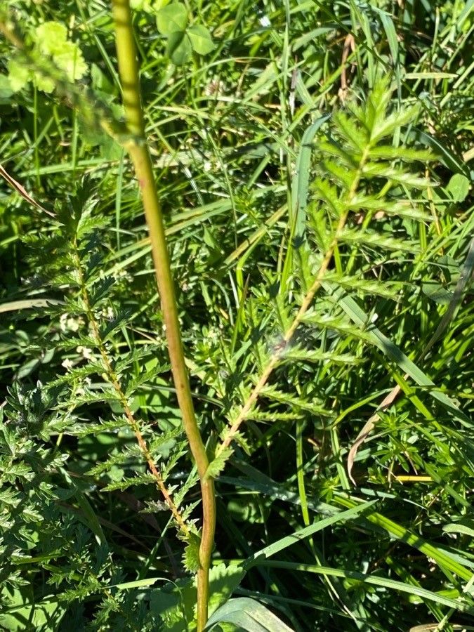 Filipendula vulgaris leaf
