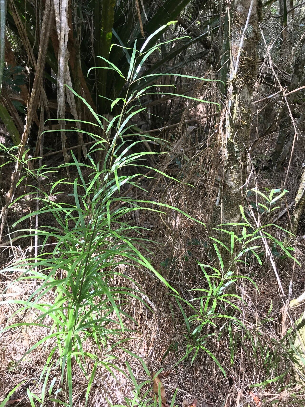 Pteris remotifolia habit