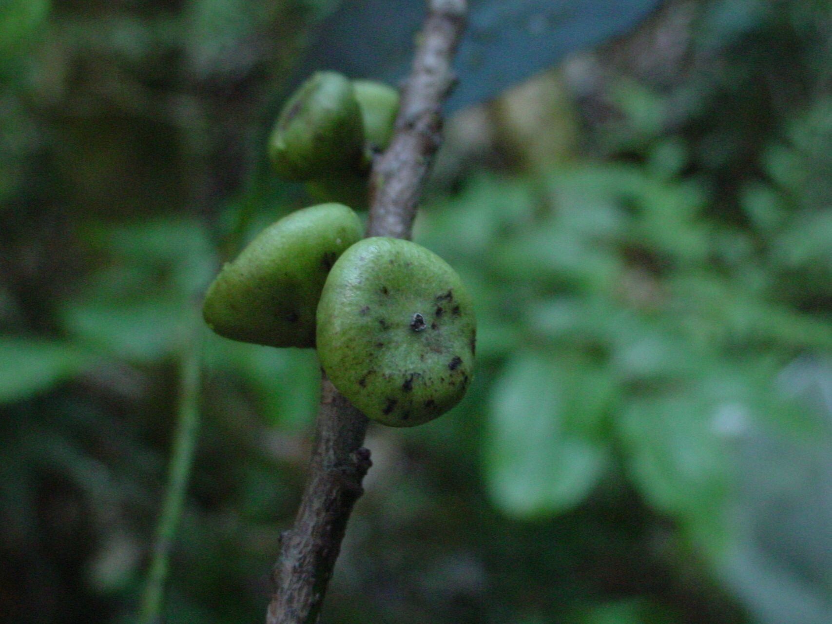 Myrsine discocarpa fruit