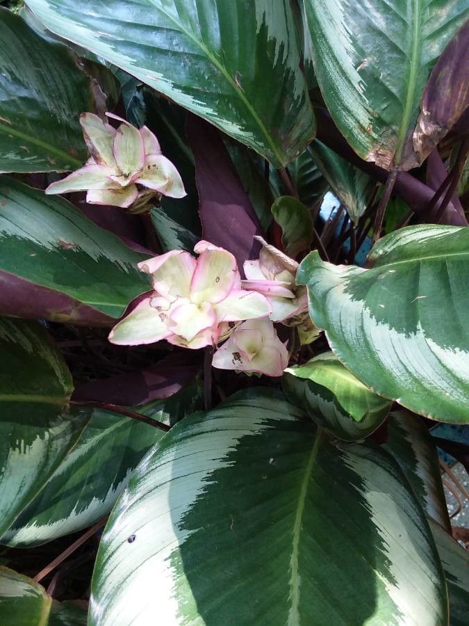 Calathea picturata flower