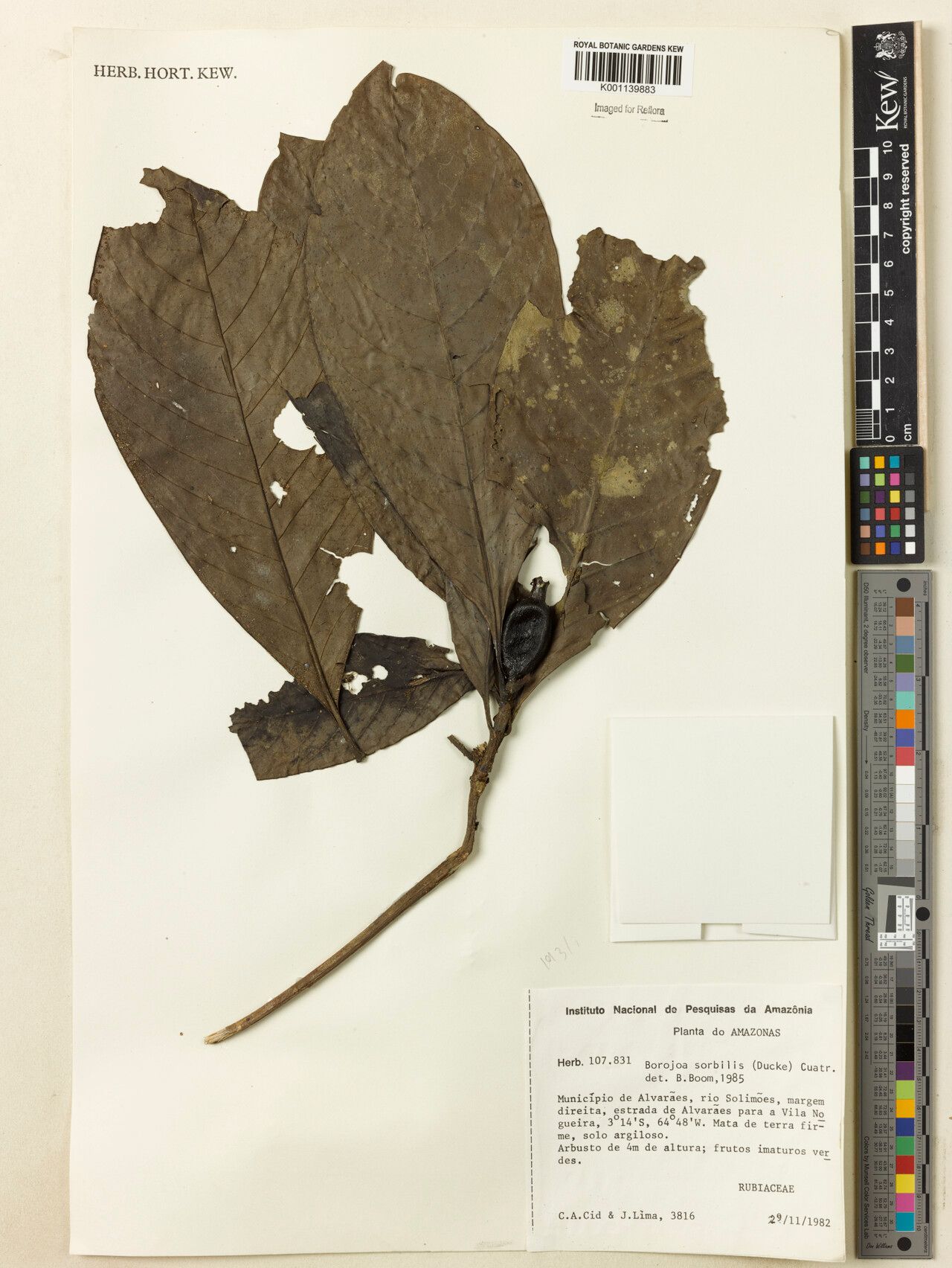 Alibertia sorbilis fruit