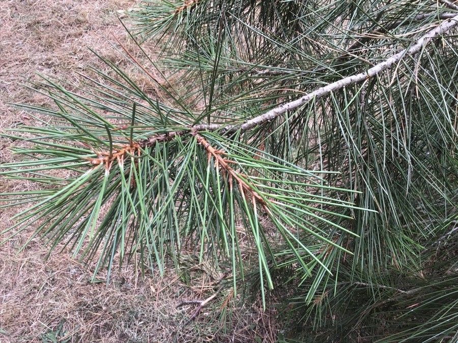 Pinus gerardiana — search result for 'Afghanistan'