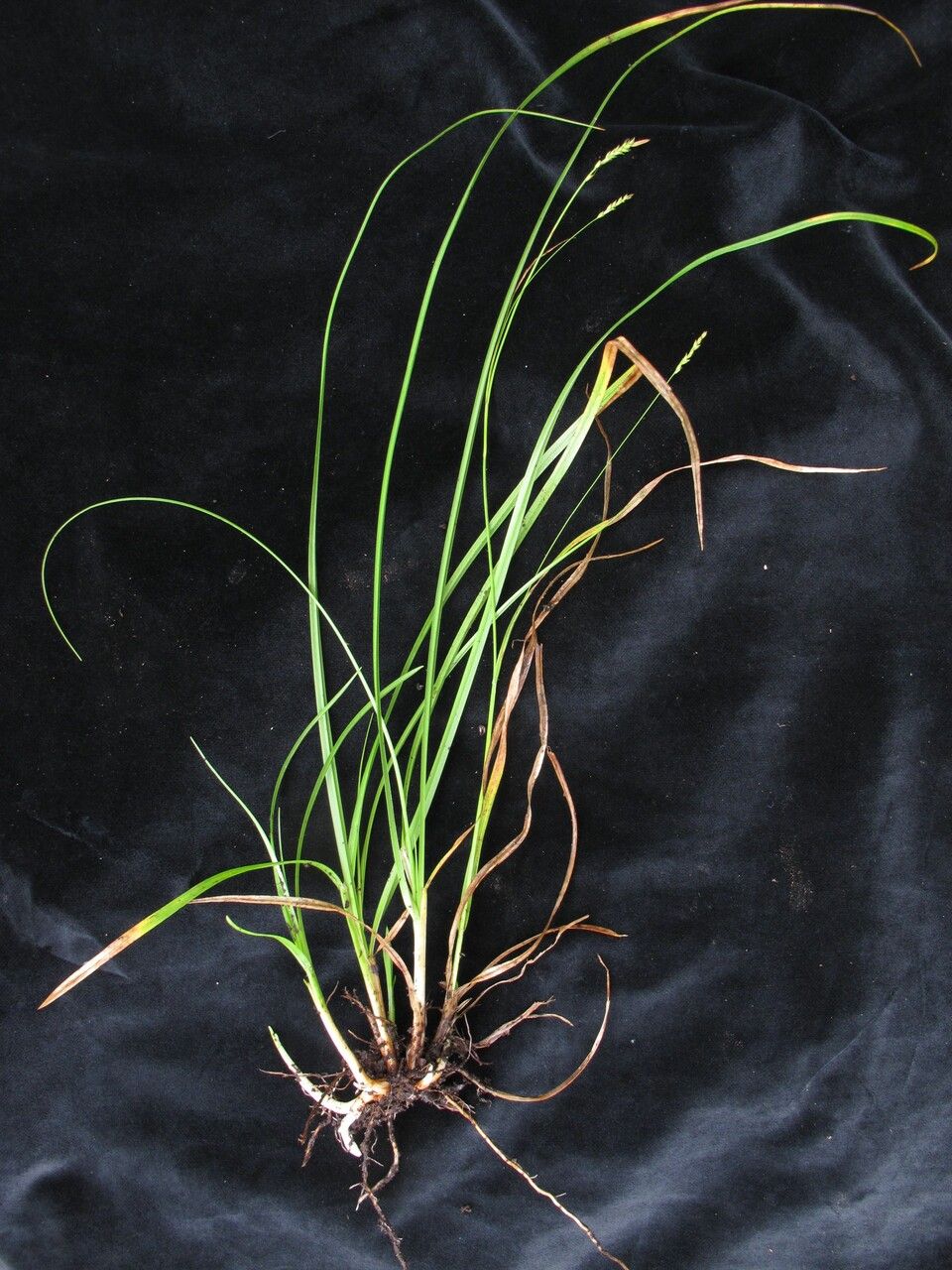 Carex munda — houseplant care guide