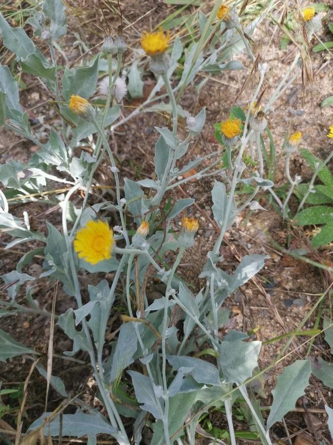 Andryala ragusina flower