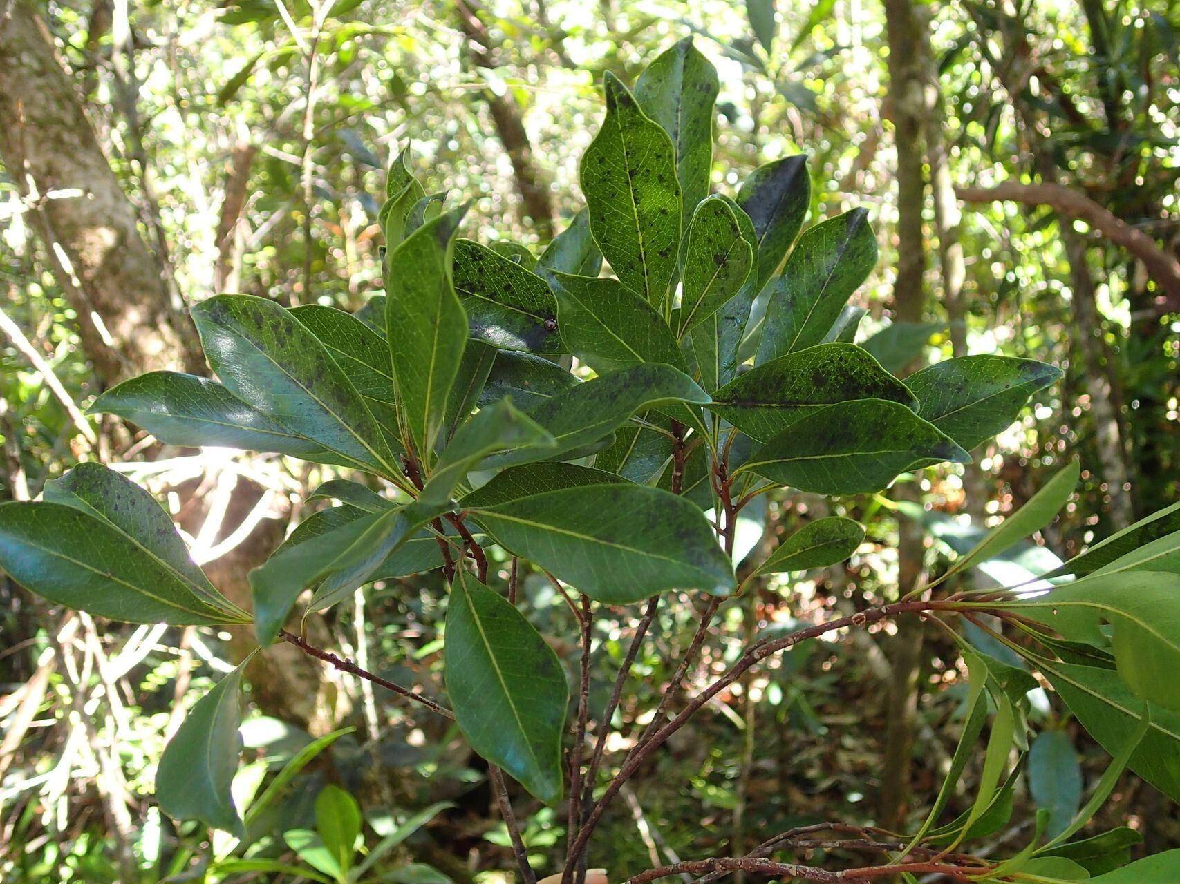 Planchonella reticulata leaf