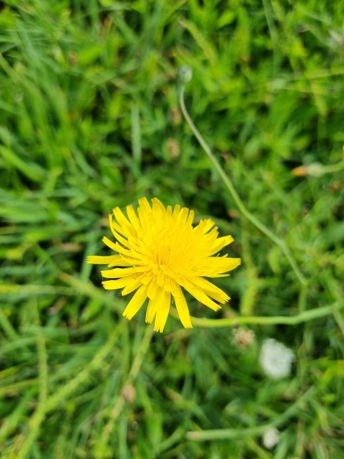 Taraxacum abbreviatum — related species from the same genus
