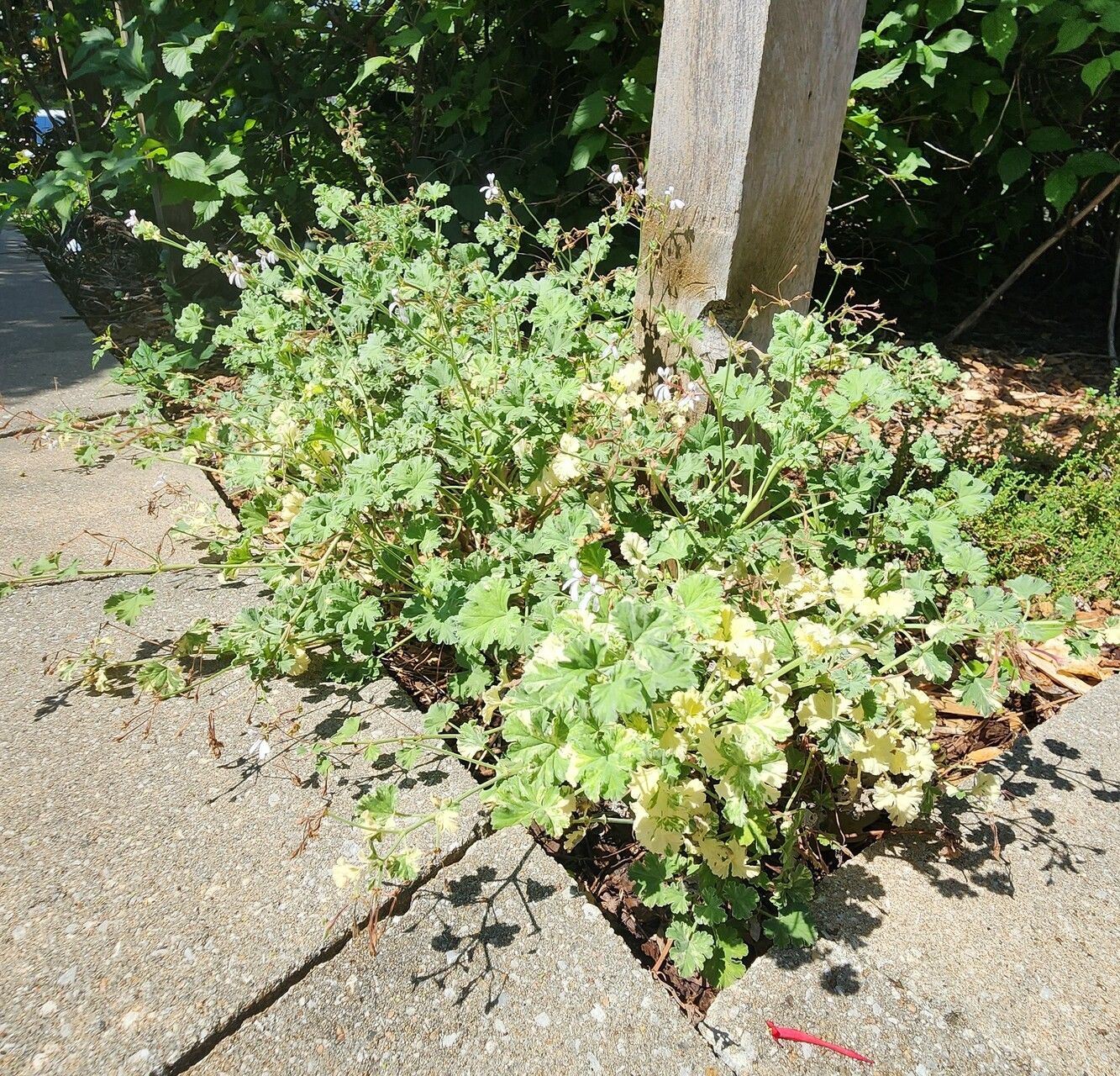 Pelargonium × fragrans habit