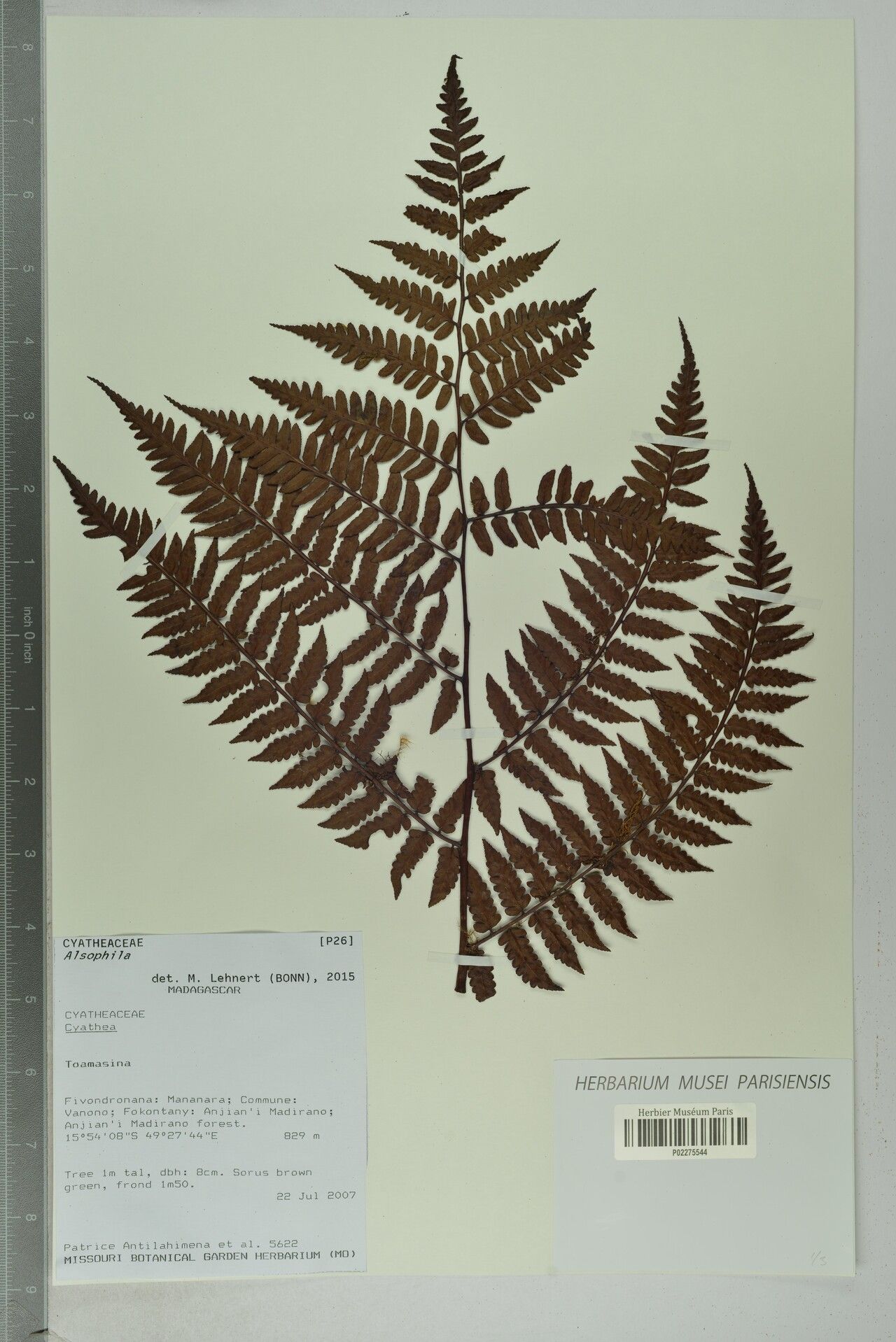 Gymnosphaera andohahelensis — related species from the same genus