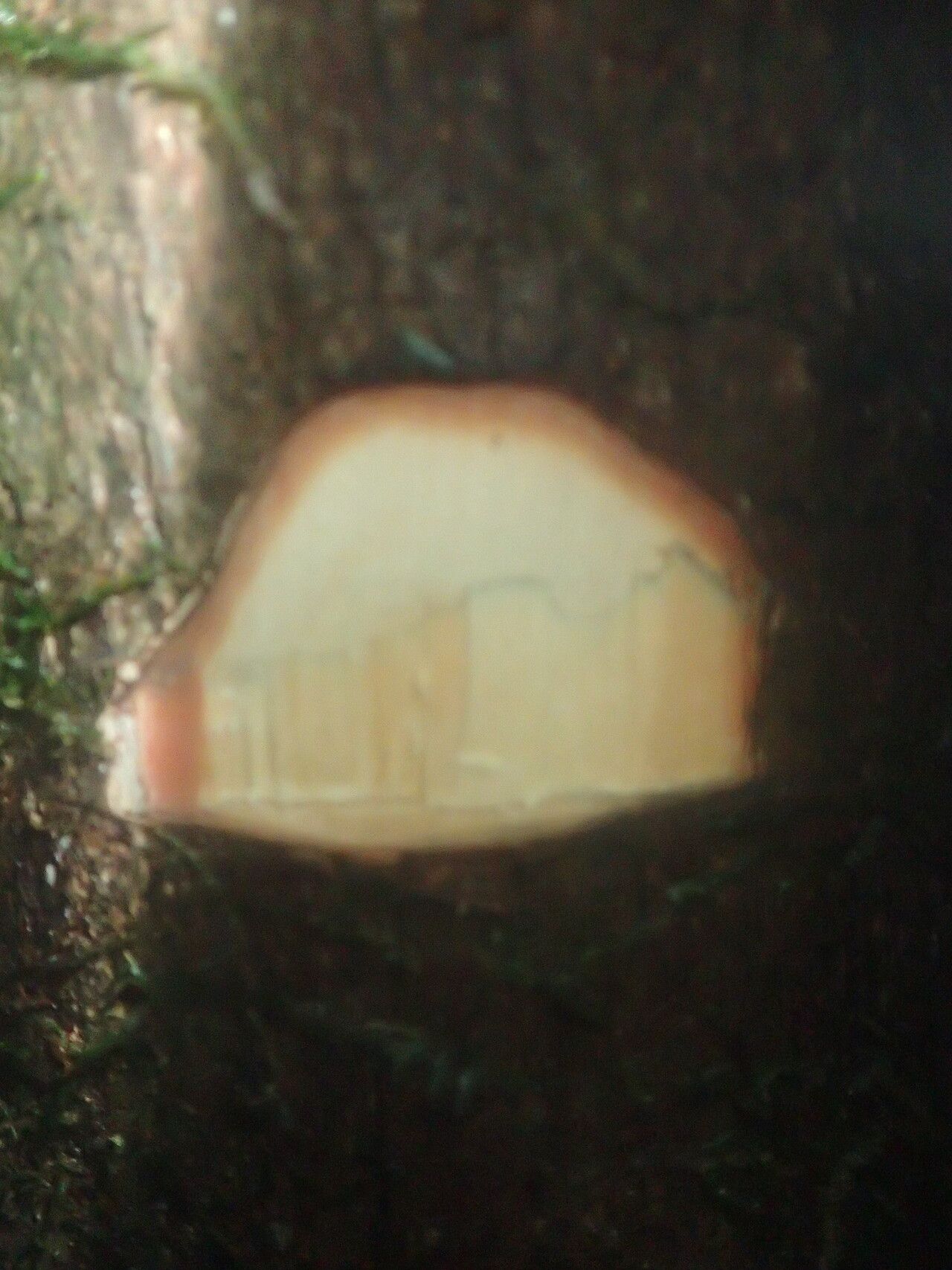 Piptostigma mortehanii bark