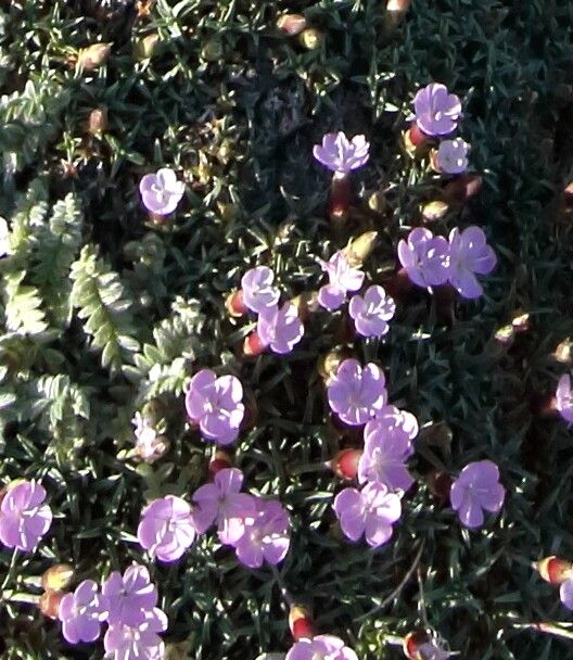Dianthus subacaulis flower