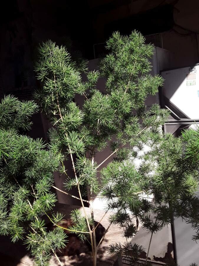 Asparagus macowanii leaf