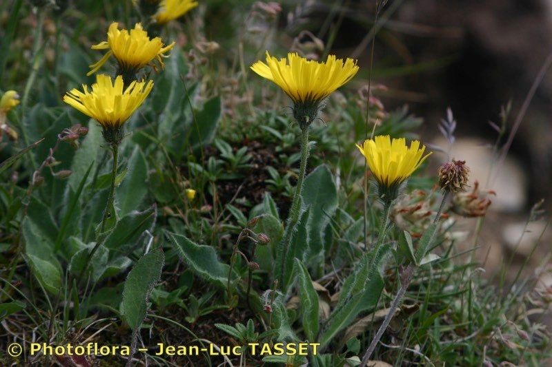 Hieracium ramondii habit