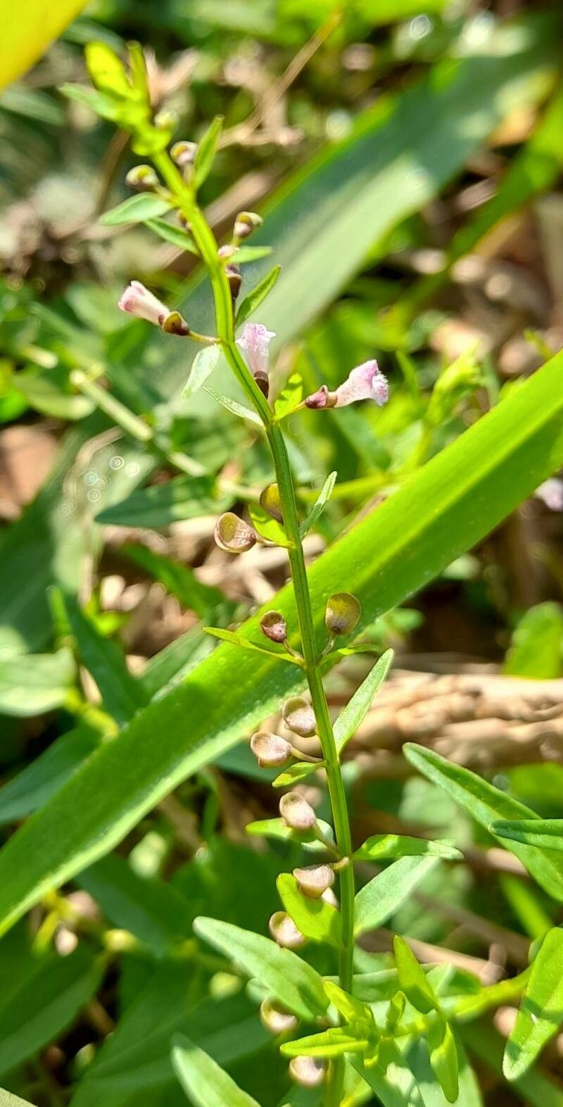 Scutellaria racemosa flower