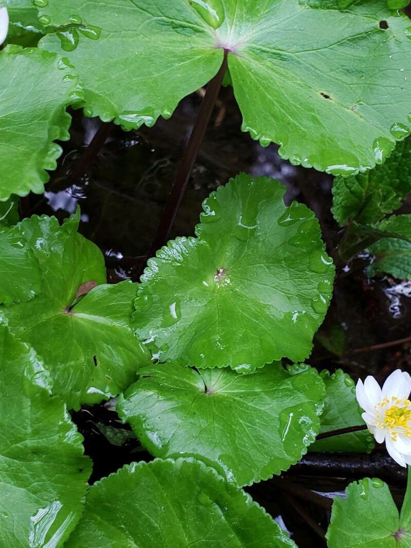 Caltha leptosepala