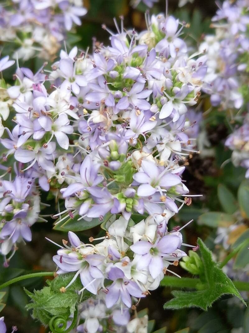 Hebe brachysiphon flower