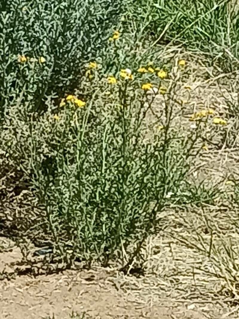 Osteospermum muricatum — search result for 'Osteospermum'