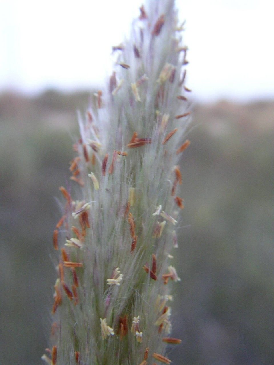 Tripidium ravennae flower