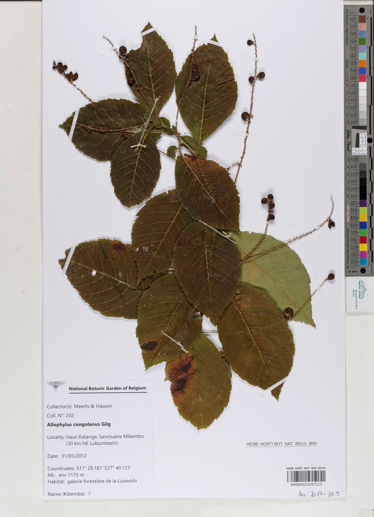 Allophylus congolanus — houseplant care guide