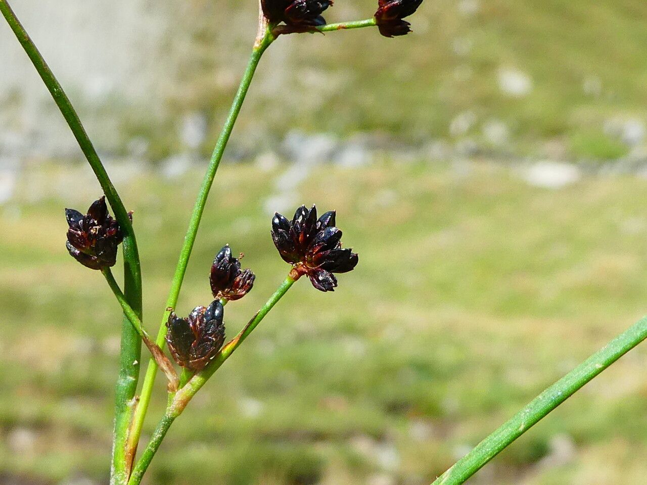 Juncus alpinoarticulatus flower