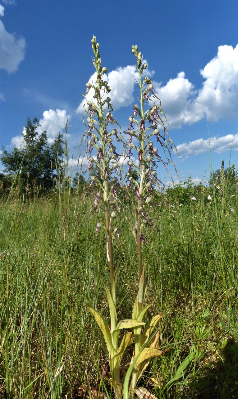 Himantoglossum adriaticum habit