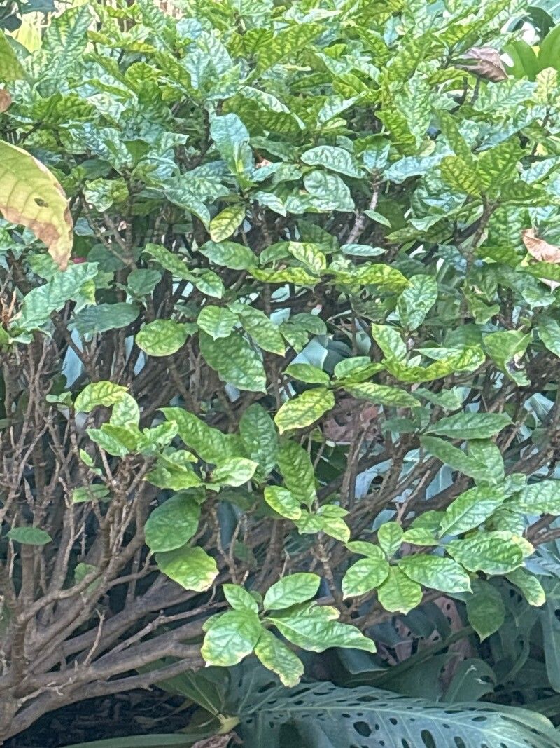 Gardenia posoquerioides — search result for 'Gardenia'