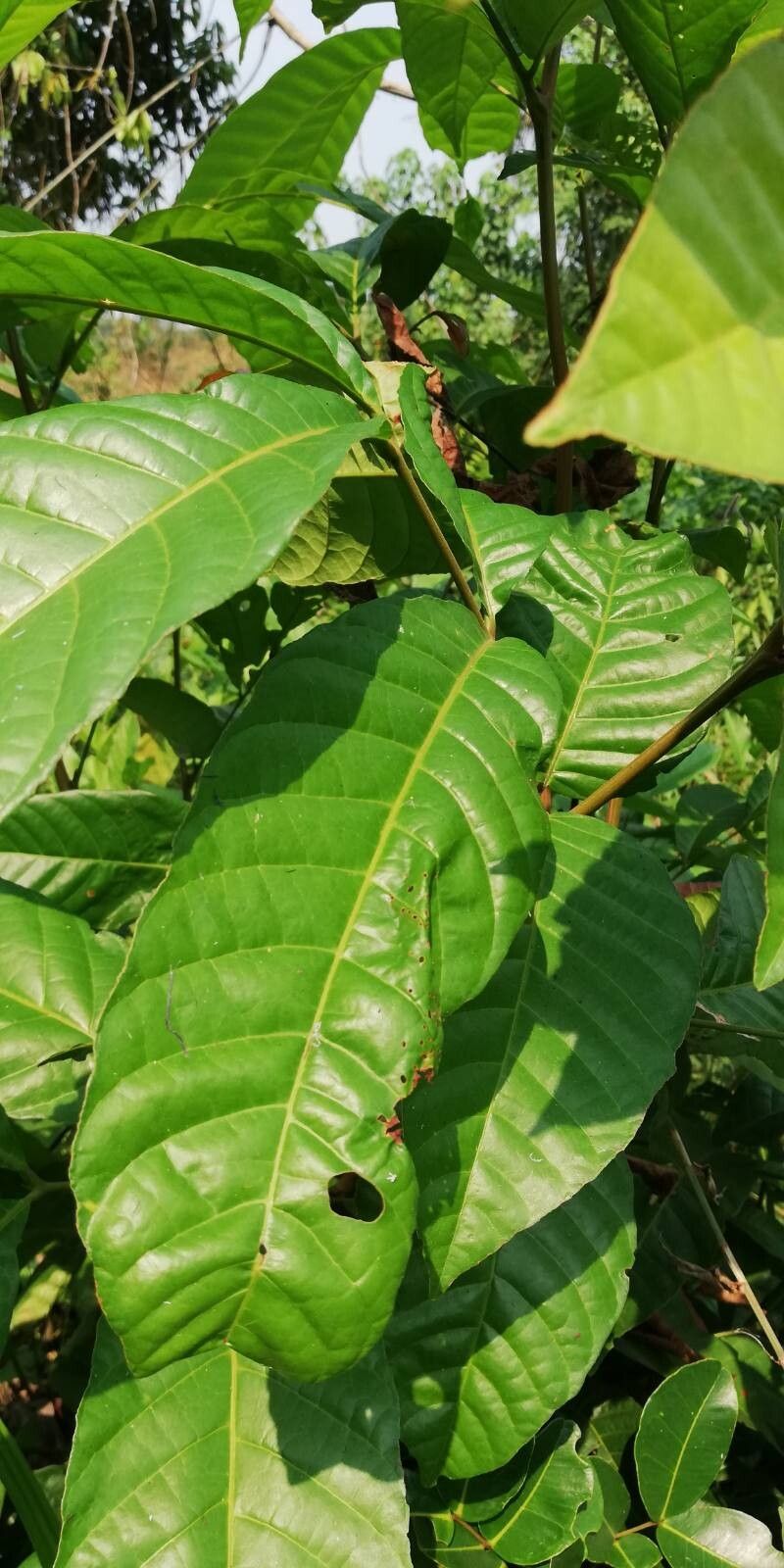 Blighia welwitschii leaf