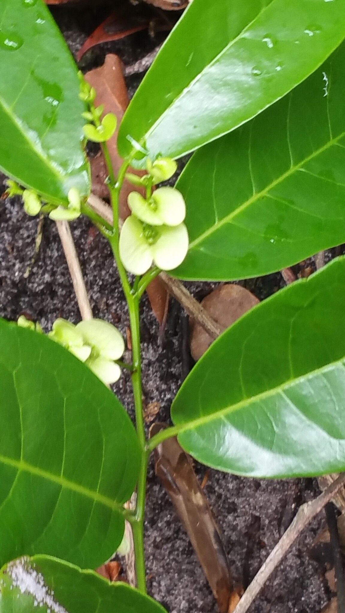 Homalium involucratum flower