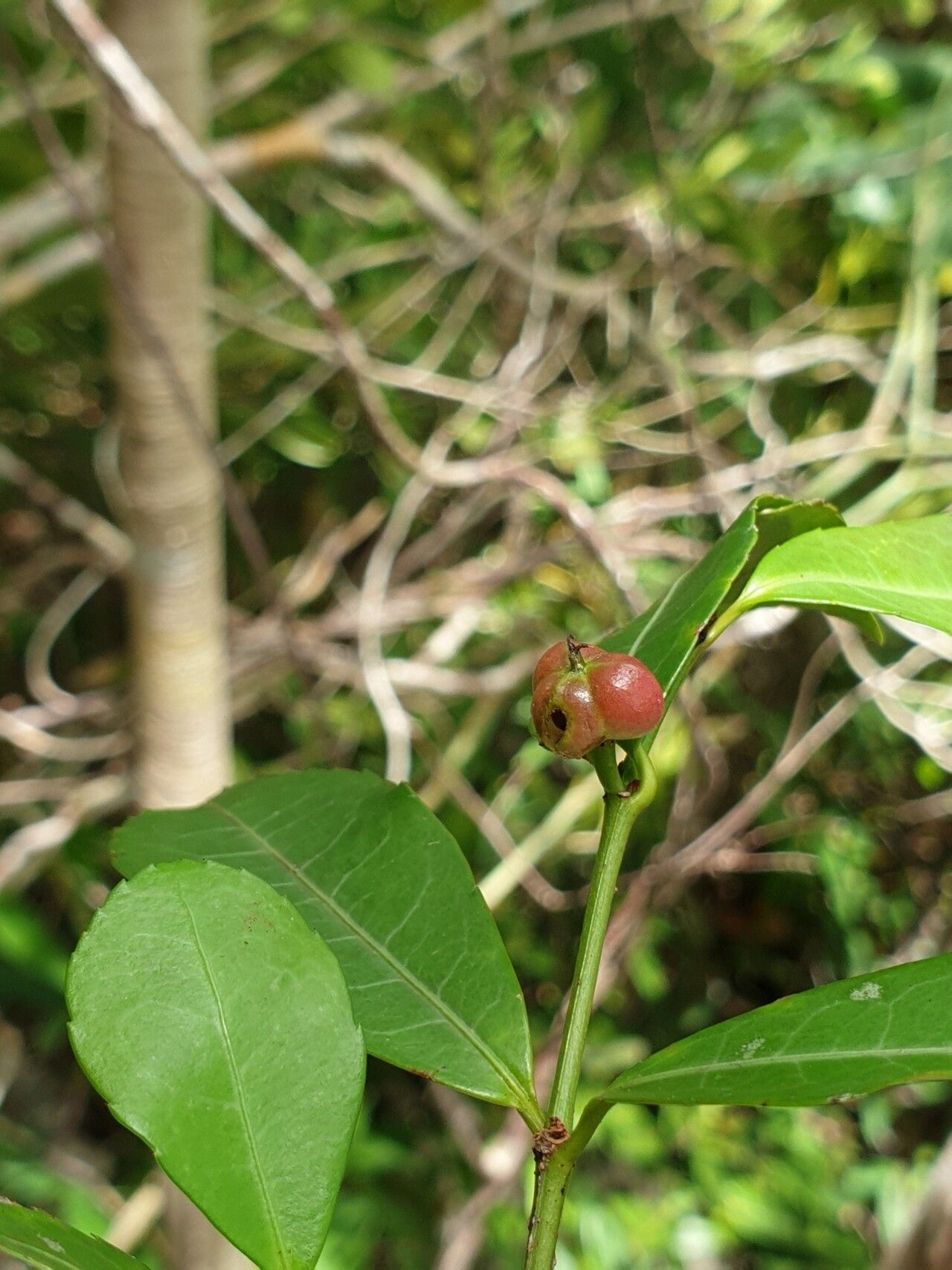 Excoecaria madagascariensis fruit