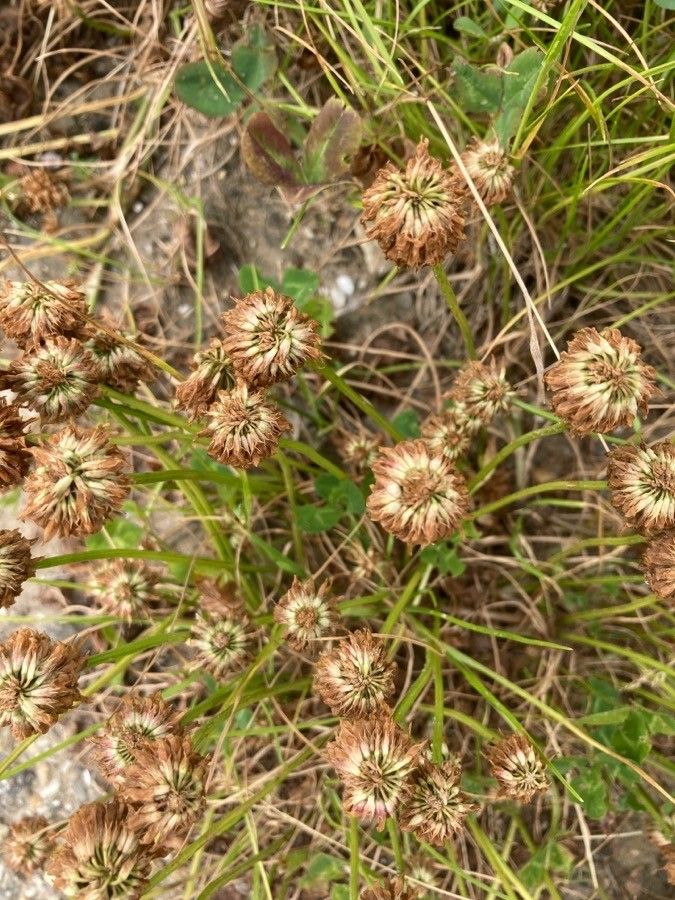 Trifolium hybridum fruit