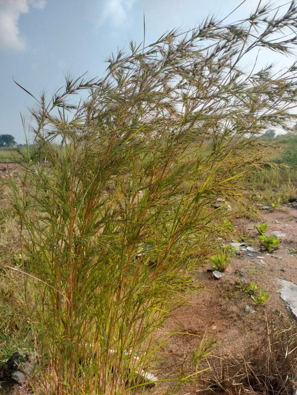 Themeda quadrivalvis — houseplant care guide